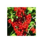 Red Lake Frenk Üzümü Fidanı 10-20 Cm