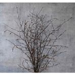 Redmoonzt Doğal Gürgen Dekor Dalı (natural Renk) – 60/80 Cm Rustik El Bağlaması Demet Kahverengi