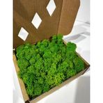 Reindermoss, Şoklanmış Norveç Yosunu, Terarium Yosunu, Grass Green Light