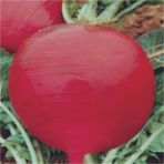 Rem Seeds 1kg Toros Kırmızısı Turp Tohumu