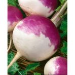Rem Seeds 1kg Yem Şalgamı Tohumu