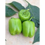 Rem Seeds 5gr Kandil Dolma Biber Tohumu
