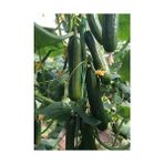 Rem Seeds Hıyar Tohumu Sırık Hibrit F1 1 gr 20'li Çekirdek - 20 Adet