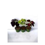 Rengarenk Yaprak Güzeli Seti 3 Adet Saksılı (10-15Cm) Salon Balkon Çiçeği, BTS060624NA74