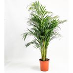 Renk Ticaret Areka Salon Palmiyesi 140 - 150 cm