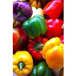 Renkli California Biberi Tohumu /eko Paket 50 + Adet