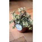 Renkli Para Çiçeği Portulacaria Afra Variegata