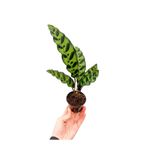 retro çiçekçilik Calathea Lancifolia Dua Çiçeği