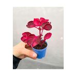 retro çiçekçilik Çingene Şalvarı Bitkisi Iresine Herbstii 5.5 Cm Saksıda