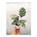 retro çiçekçilik Mini Saksıda Kalatya Calathea Makoyana Bitkisi
