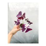 RetroCicekcilik Mor Süs Yoncası Uyku Çiçeği Oxalis Triangularis