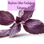 Reyhan Tohumu 1 Paket (3Gr=100+ Adet) Mor Reyhan Tohumu Mor Fesleğen Tohumu