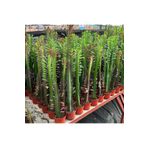 Reyon Bahçe 10.5lik Saksıda, 50 cm ve Üzeri Boyda Sınırlı Sayıda Euphorbia Trigona Red - Afrika Süt Ağacı Kaktüs