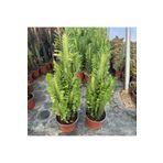 Reyon Bahçe Büyük Boy Bol Dallı Euphorbia Trigona Green - Afrika Yeşil Süt Ağacı Kaktüsü