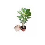 Reyon Bahçe Hediyelik Adenium Çöl Gülü Çiçeği Fidanı (dekoratif Saksı Hediyeli)