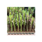 Reyon Bahçe Özel Üretim Euphorbia Trigona Red - Afrika Süt Ağacı Kaktüsü(5.5lik Saksıda, 20 cm ve Üzeri Boyda)