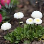 Reyon Ermenek Bellis Perennis Beyaz Renkli Ponpon İngiliz Çayır Papatyası Çiçeği Tohumu(100 tohum)
