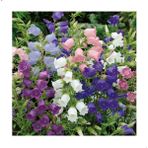 Reyon Ermenek Campanula Katmerli Karışık Çan Çiçeği Tohumu (100 Tohum) - 100 Adet