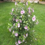 Reyon Ermenek Tüplü Hibiscus Syriacus Ağaç Hatmi Fidanı