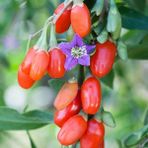 Reyon Ermenek Tüplü Kırmızı Goji Berry Kurt Üzümü Fidanı 10'lu