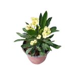 Reyon Ithal Sarı Euphorbia Milii / Dikenler Tacı Saksıda Küçük Boy