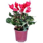 Reyondan Cyclamen Tavşan Kulağı