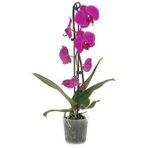 Reyondan Q12 Solo Plant Orkide