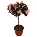 Rhododendron Indicum 'Pink' (Açelya Çiçeği)