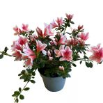Rhododendron Indicum 'Pink White' (Açelya Çiçeği)