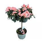 Rhododendron Indicum 'Pinkish' (Açelya Çiçeği)