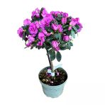Rhododendron Indicum 'Purple' (Açelya Çiçeği)