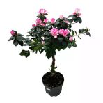 Rhododendron Indicum 'Purple Splash' (Açelya Çiçeği)