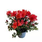 Rhododendron Indicum 'Red' (Açelya Çiçeği)