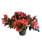 Rhododendron Indicum 'Salmon' (Açelya Çiçeği)