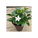 Rhyncospermum Jasminoides Star Arap Yasemini Fidanı 10-20 Cm