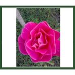 Rosa Damascena Aşılı Isparta Gülü Fidanı 10-20 Cm