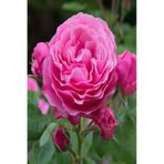 Rosa Damascena Reçel Gülü Fidanı 10-20 Cm