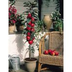RosaDelAmore Malus Domestica Kırmızı Elma Meyve Ağacı Scarlet Spur