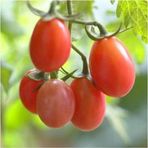 Rosalita Pembe Cherry Domates 10 Tohum