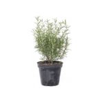 Rosemary Biberiye Fidanı 1 Adet 15-25 Cm Rosemary