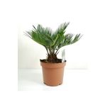 RosettaBitki Sikas Palmiyesi Mini Cycas Revoluta Japon Sago Palm