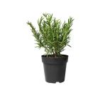 Rosmarinus Officinalis Biberiye Fidanı, Saksıda 10-20 Cm