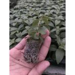 Rosy Violet 3 Renkli Dev Çiçekli Küpe Çiçeği Fidesi (1 Adet)