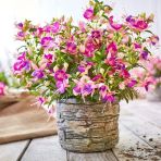 Rosy Violet 3 Renkli Dev Çiçekli Küpe Çiçeği Fidesi (1 Fide)