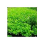Rotala İndica Green Saksı Canlı Bitki