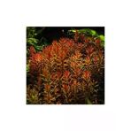 Rotala Indica Saksı Canlı Bitki TR-B105