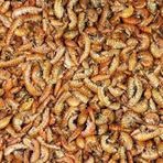 Rotifish Kurutulmuş Gammarus ( Karides ) Kaplumbağa ve Balık Yemi 500 gr