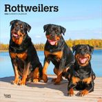 Rottweilers 2026 12 X 24 Inch (Hanging) Monthly Square Wall Calendar Plastic-Free