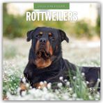 Rottweilers – Rottweiler 2026 – 16-Monatskalender: Original Red Robin Publishing Ltd-Kalender [Mehrsprachig] [Kalender] (Wall-Kalender)