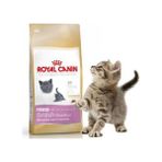 Royal Canin 2 kg British Shorthair Yavru Kedi Maması Av Hayvanı Tatlı Premium Kalite